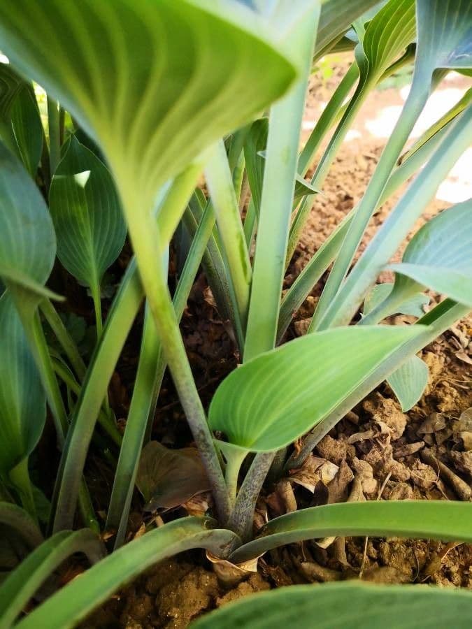 Hosta 15