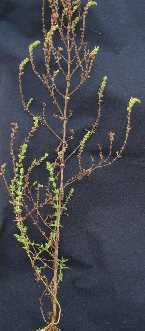 Stemodia durantifolia 19