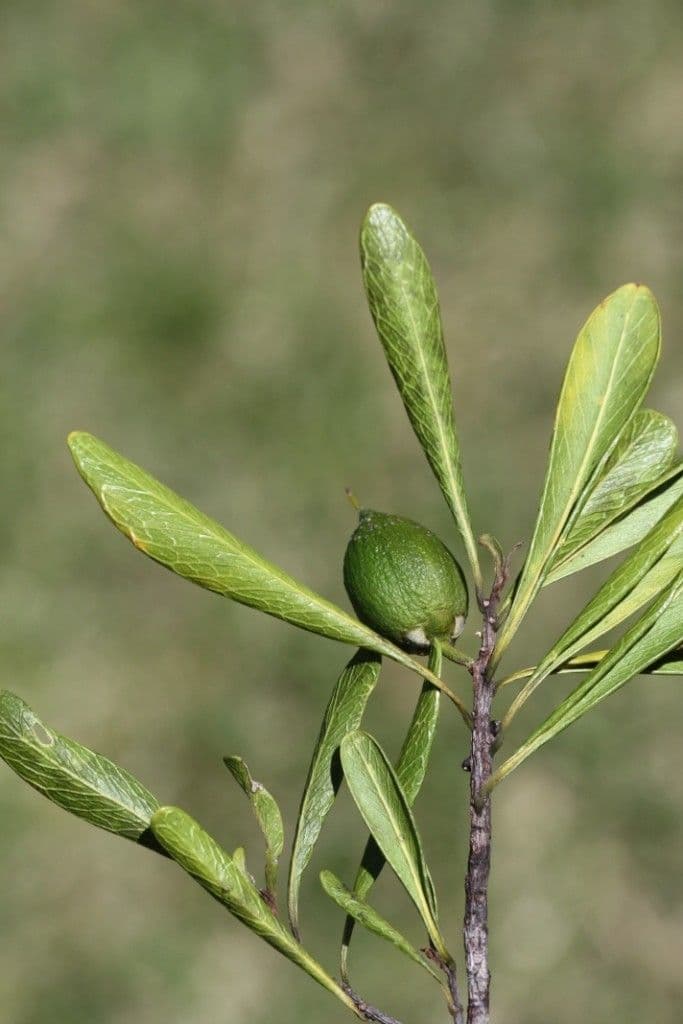Planchonella 3