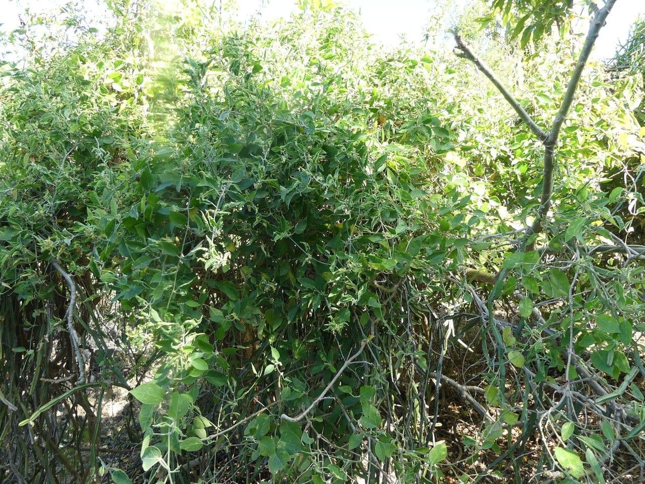 Leptadenia madagascariensis 6
