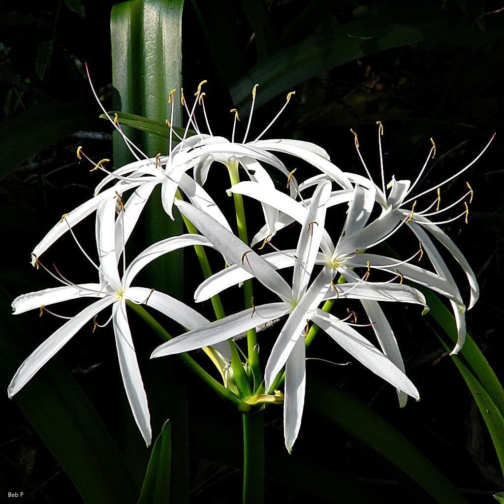Florida swamp-lily 2