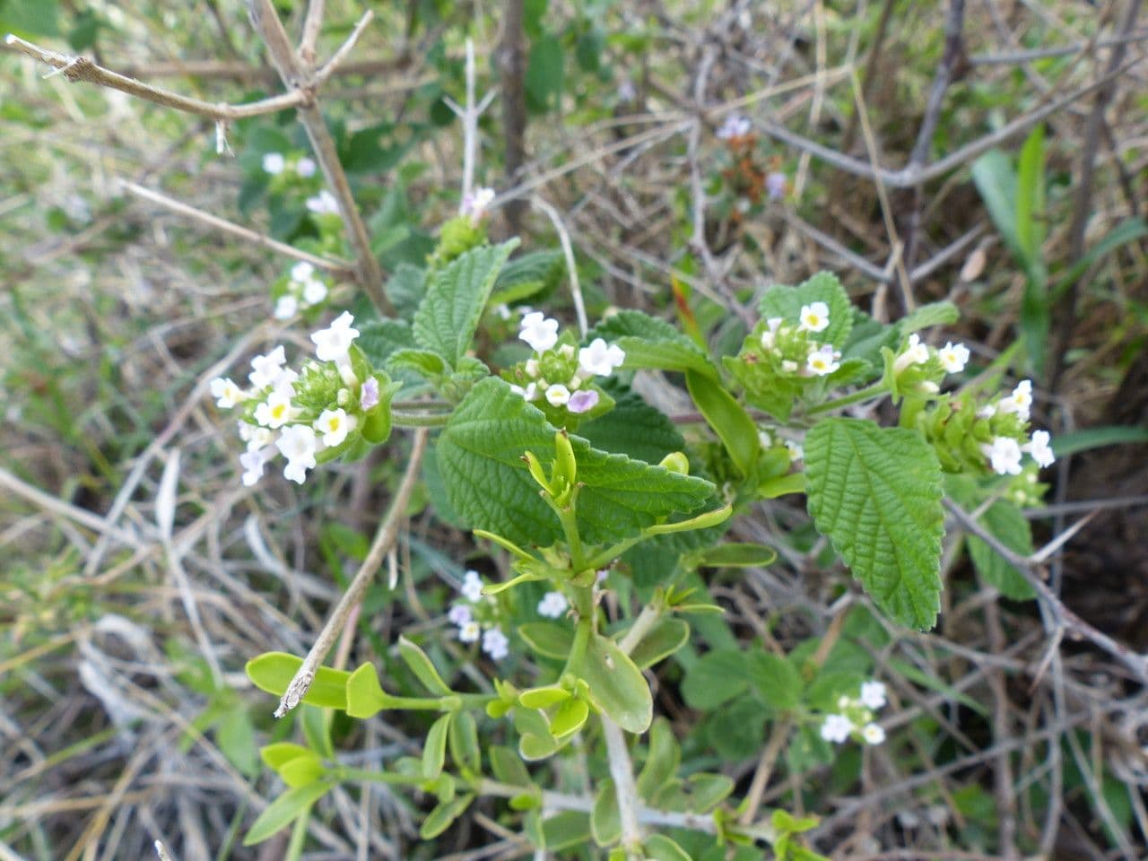 Lantana 6