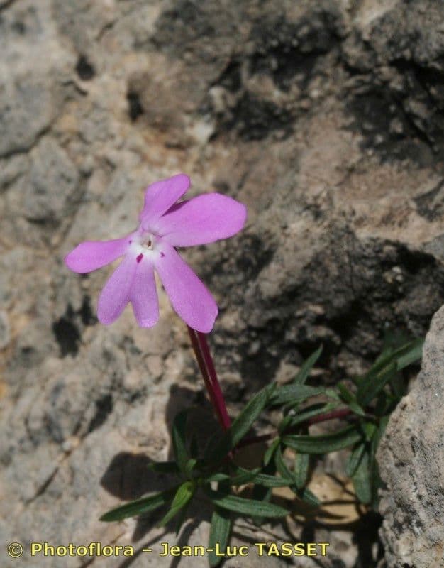 Violette 9