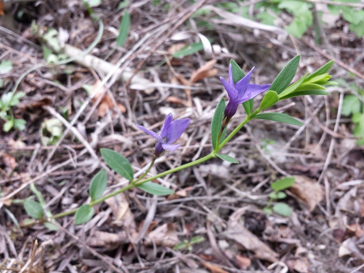 Pervinca erbacea 9