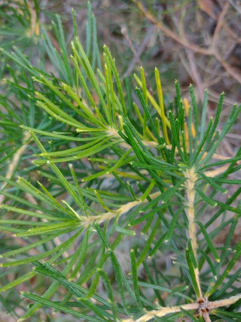 Banksia espigada 13