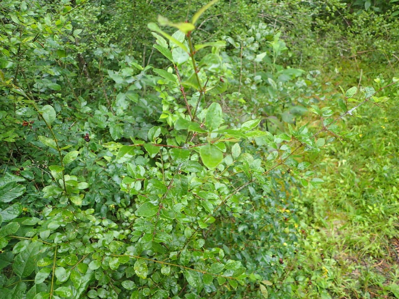 Forestiera ligustrina 5