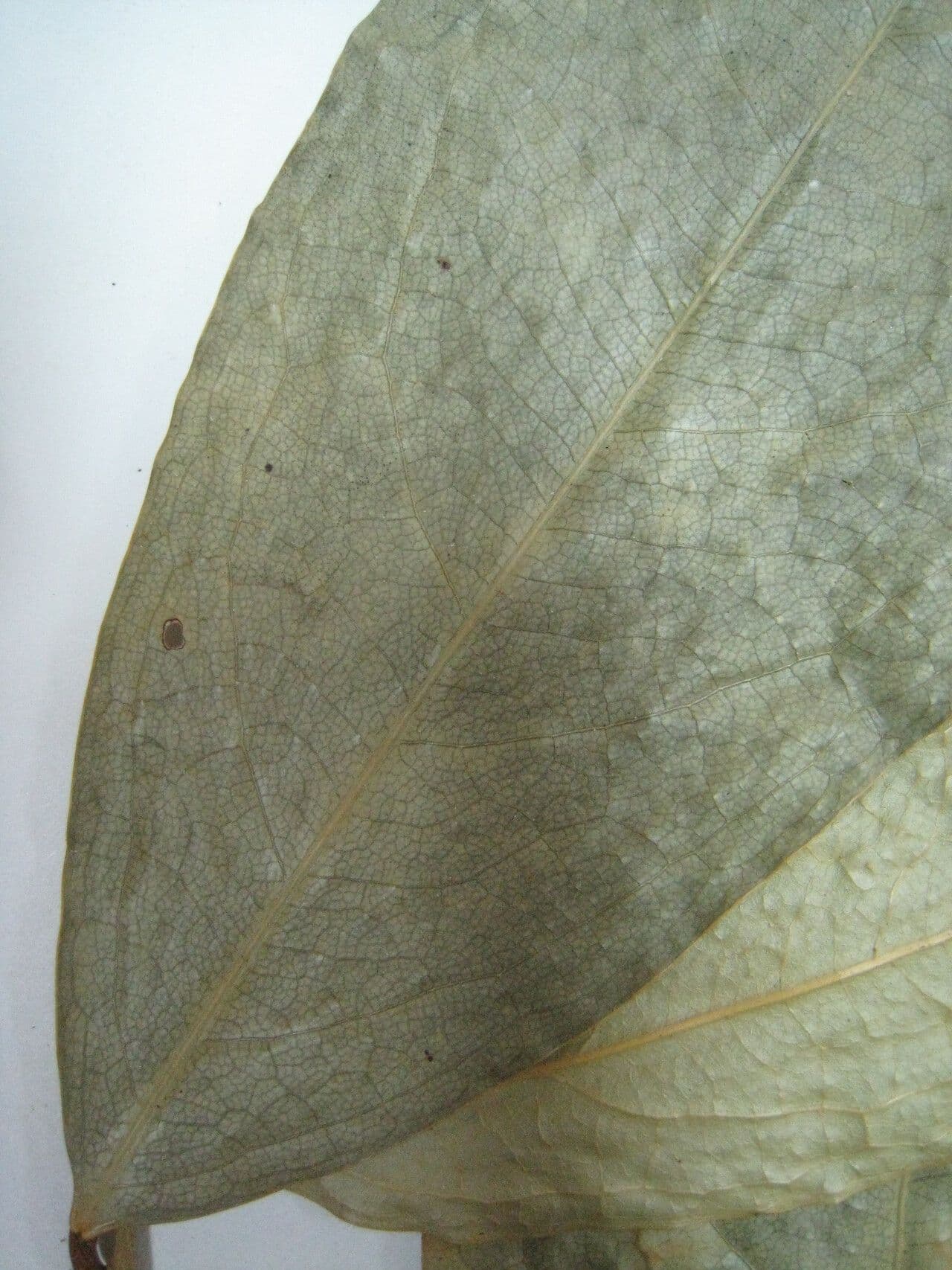Candolleodendron 4