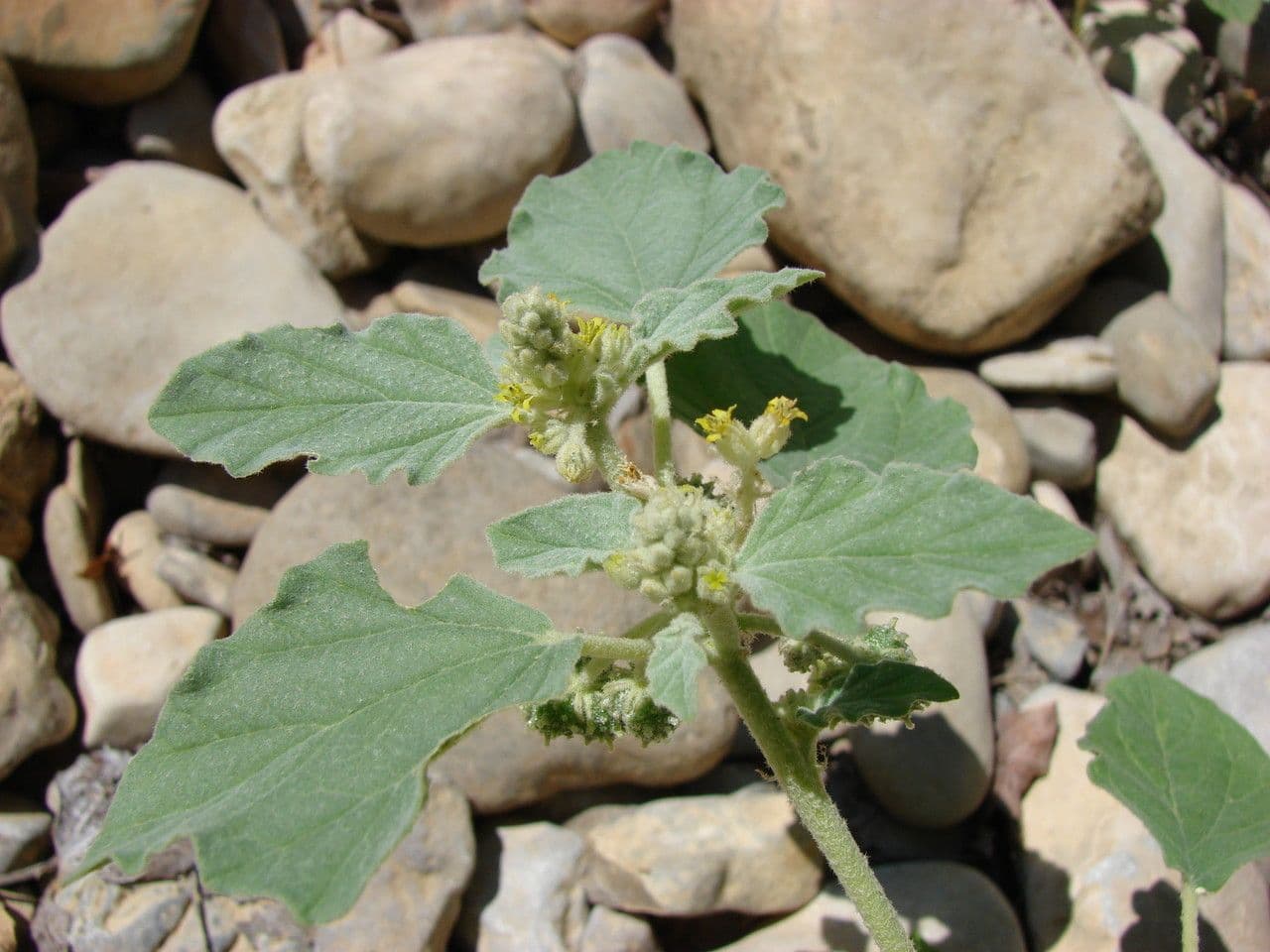 Chrozofora 19