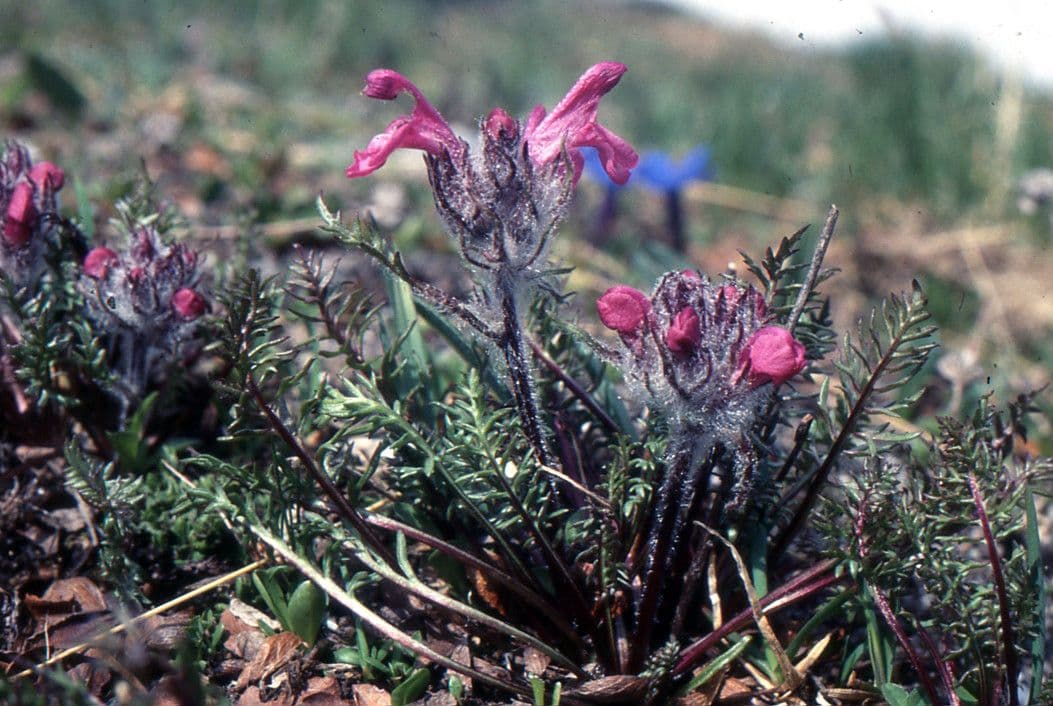 Pedicularis rosea 7