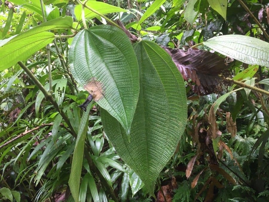 Miconia prasina 10