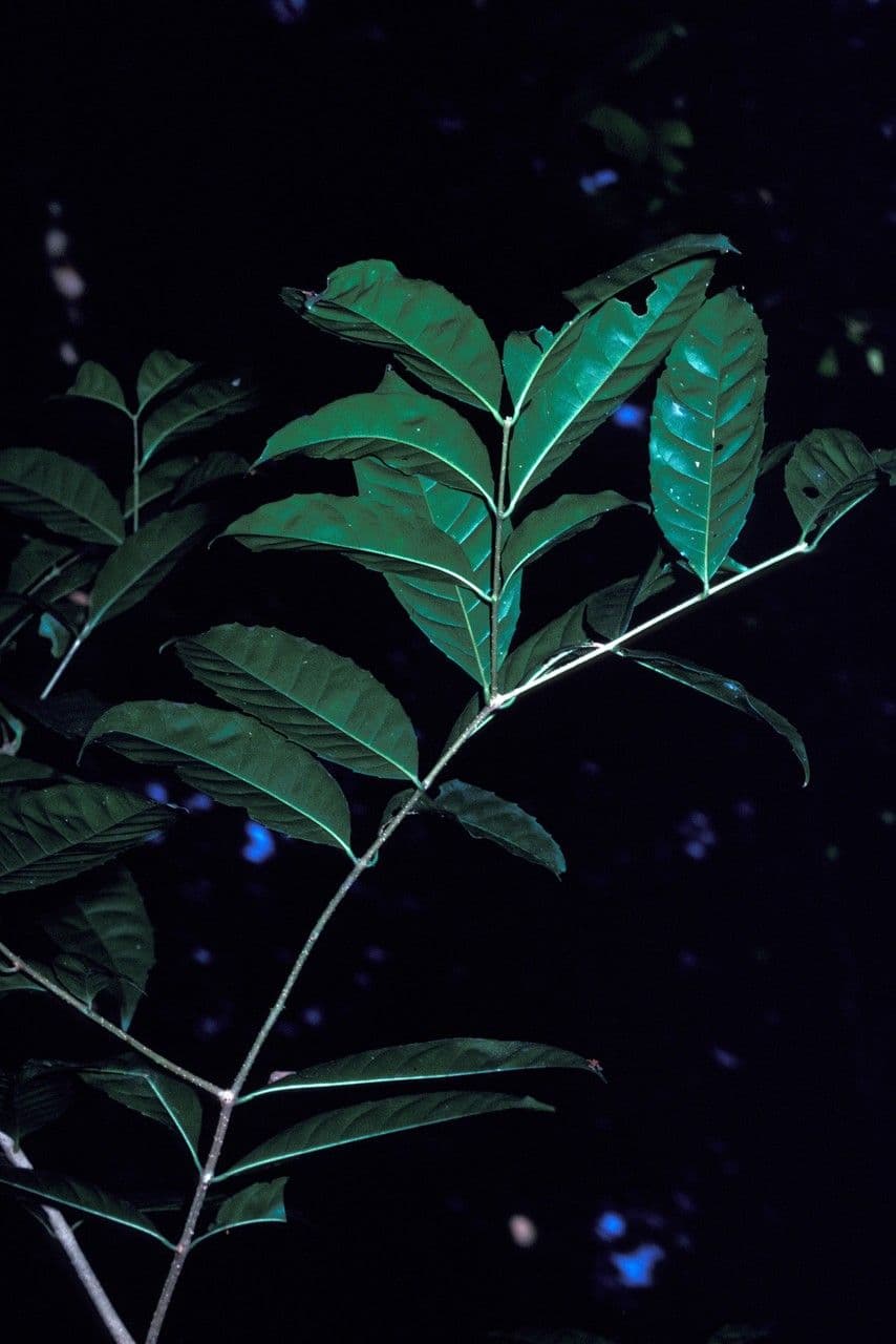 Olive 2