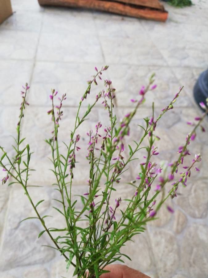 Poligala paniculata 16