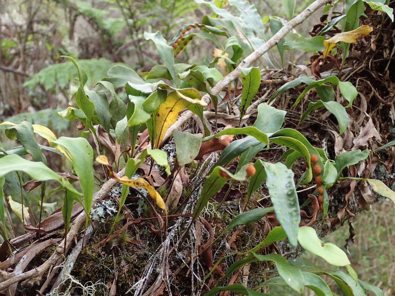 Pleopeltis macrocarpa 6