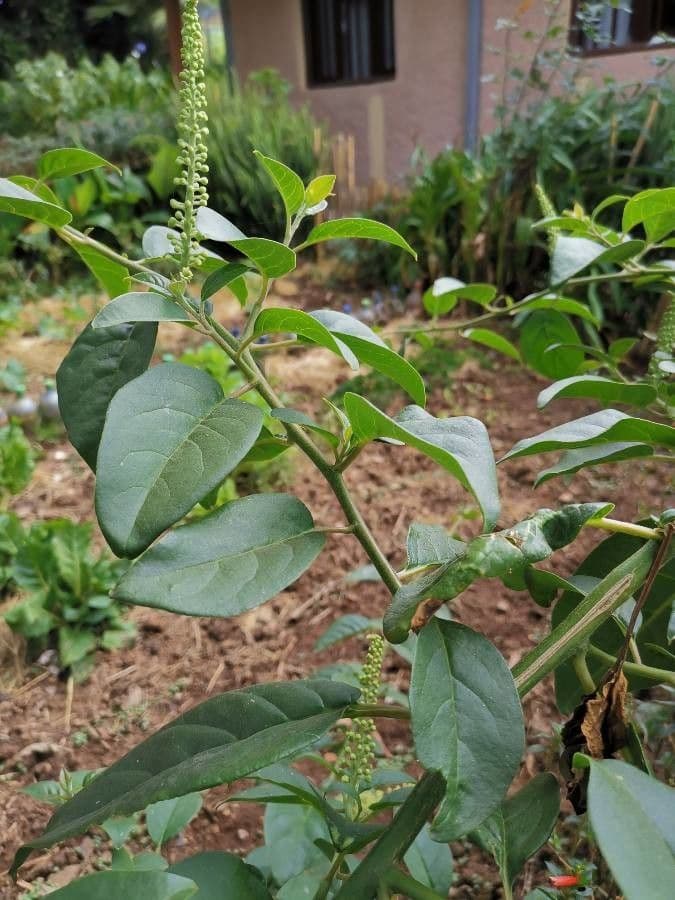 Phytolacca dodecandra 4