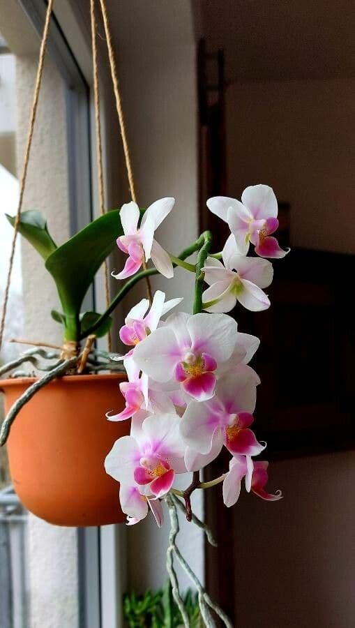 Orchidea farfalla 10
