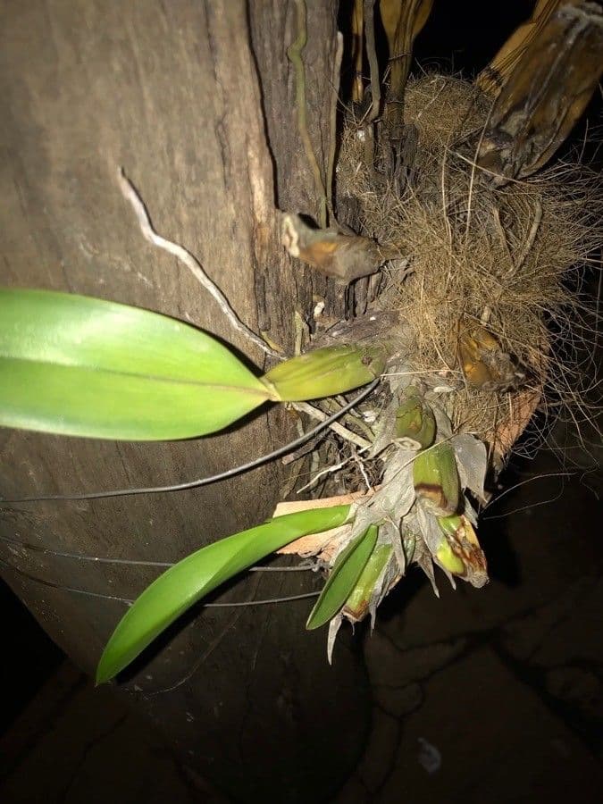 Epidendrum ciliato 16