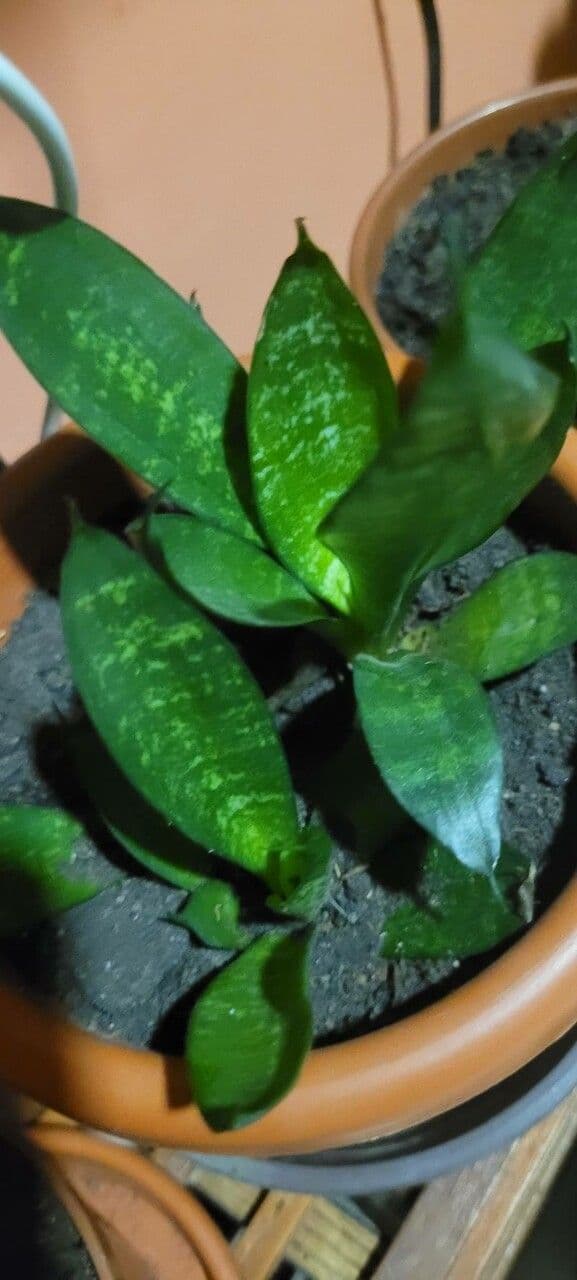 Gasteria 9