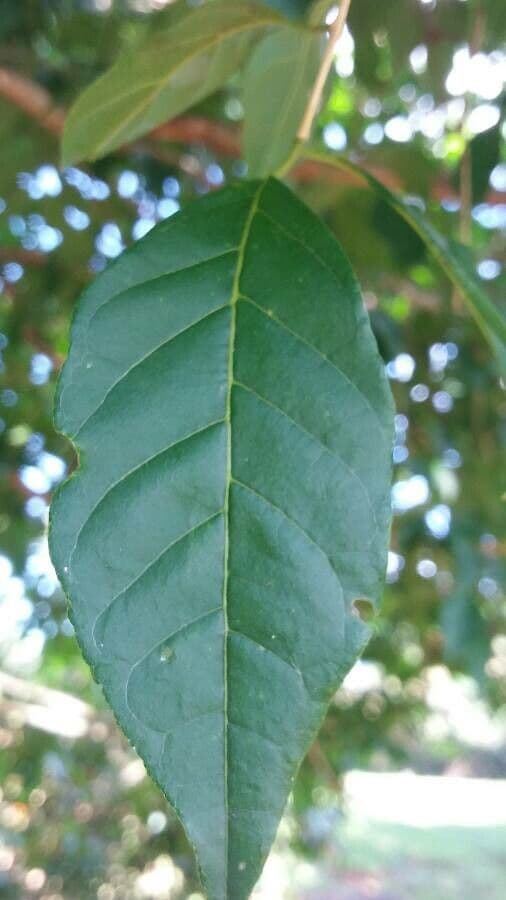 Campomanesia xanthocarpa 15