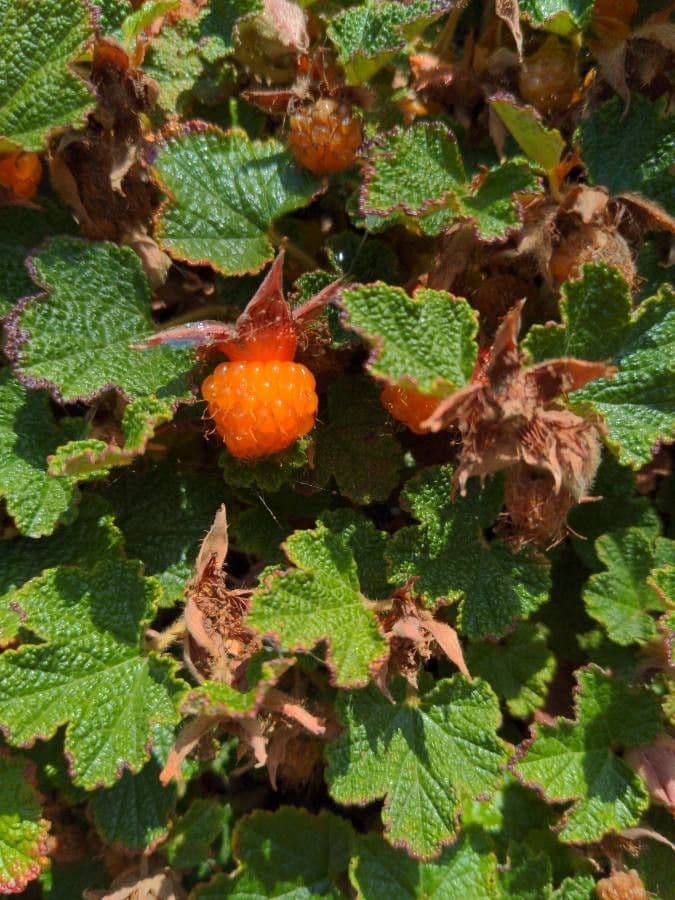 Rovo tricolore 2