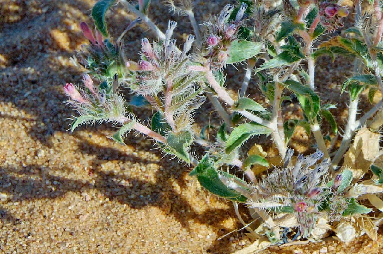 Moltkiopsis ciliata 12