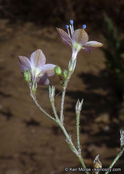 Saltugilia 4