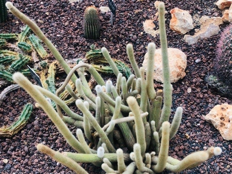 Cactus columnar de Brooke 2