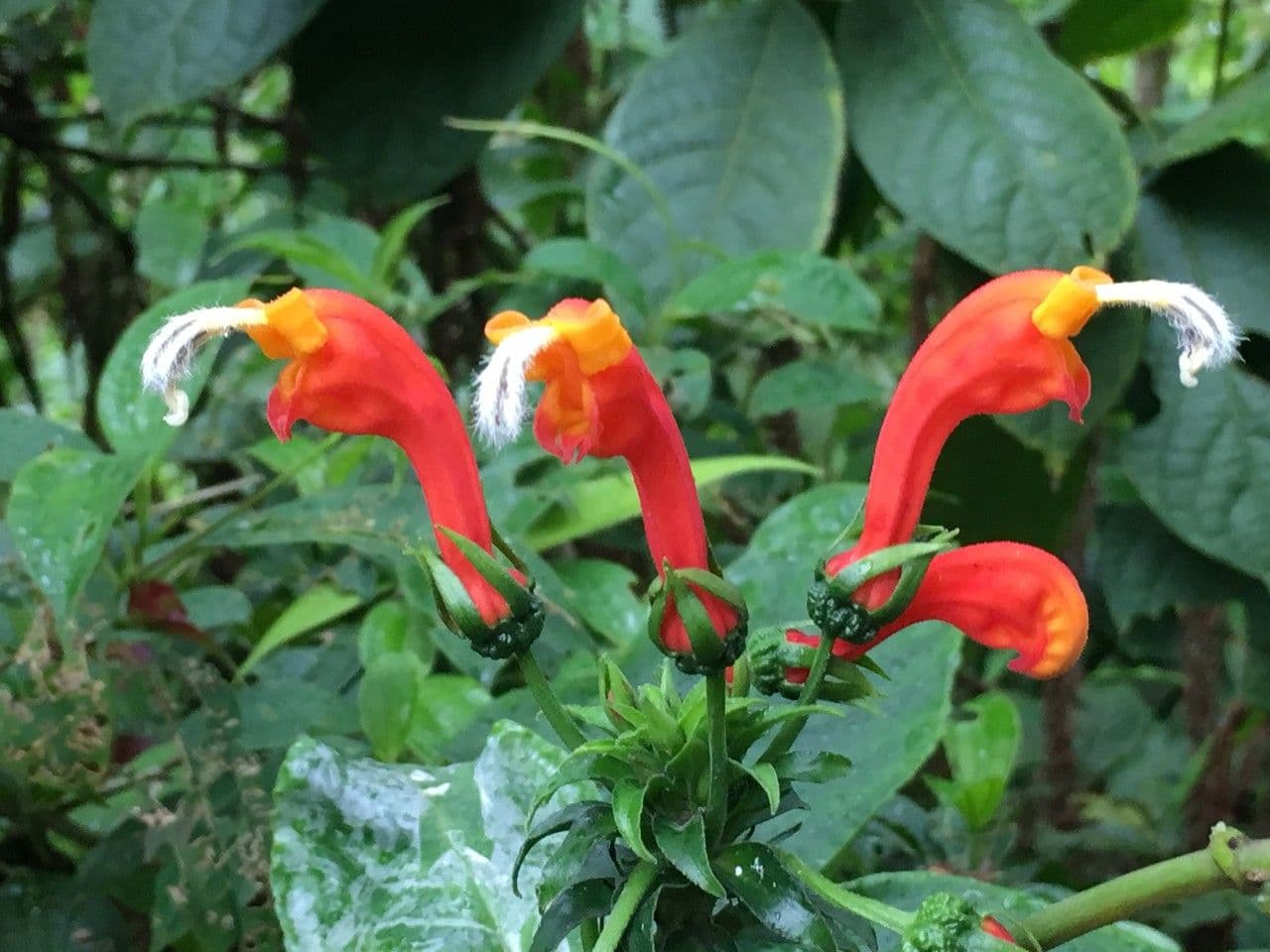 Centropogon 11