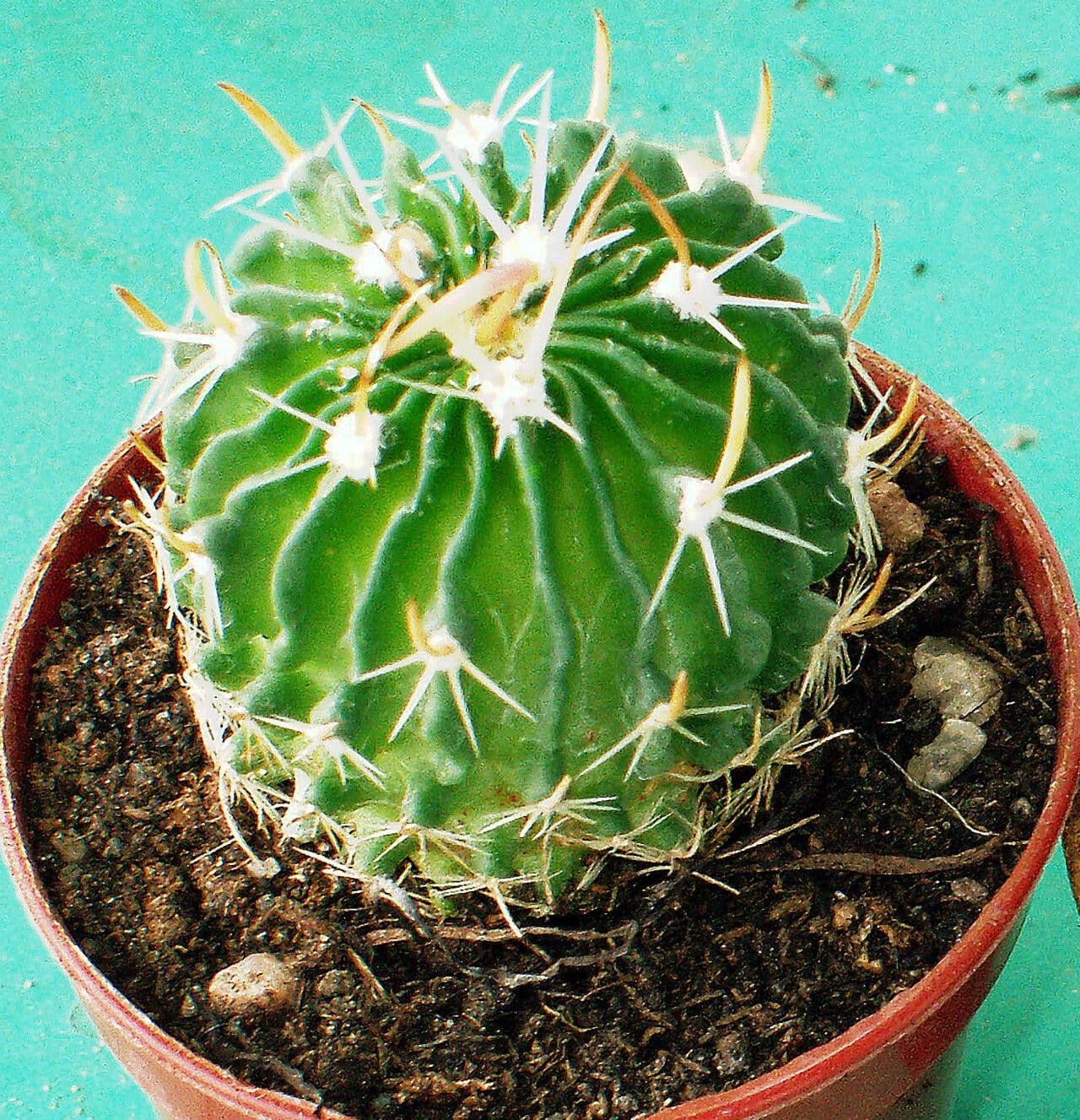 Cactus cervello 13