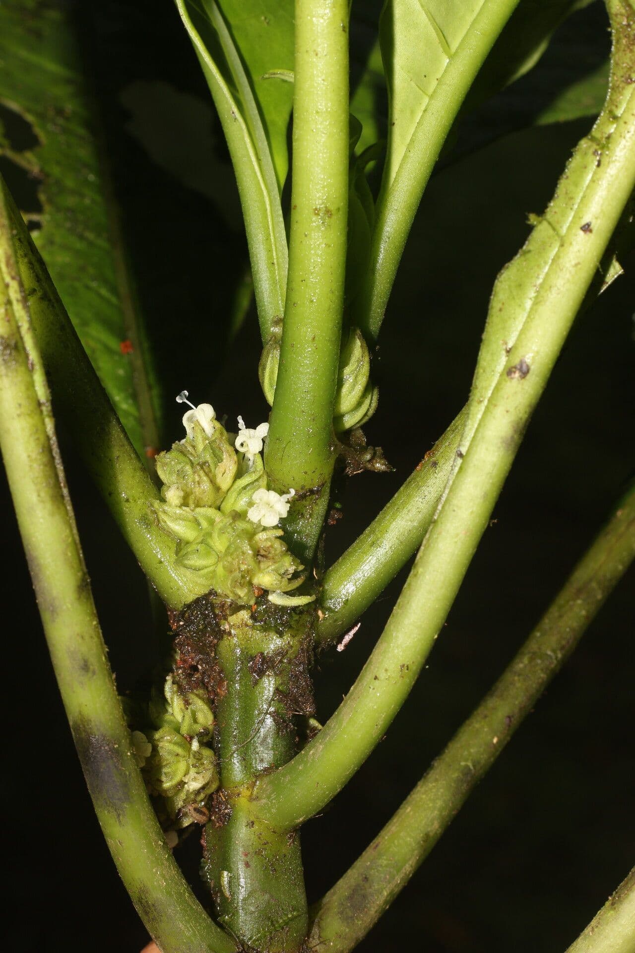 Notopleura 6