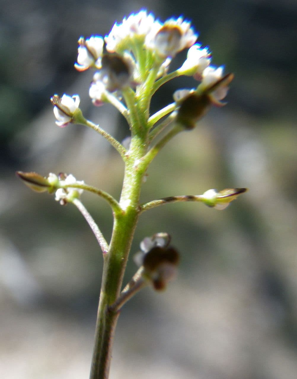 Teesdalia coronopifolia 7