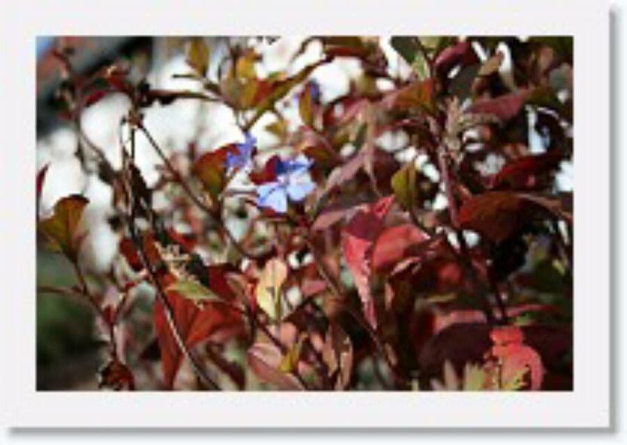 Ceratostigma 8