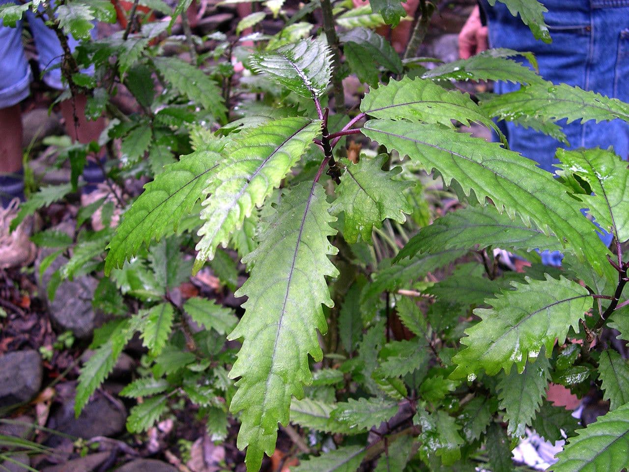Dendrocnide 3