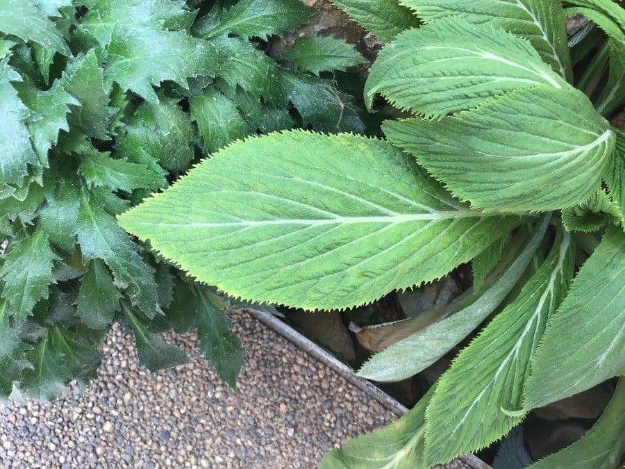 Primula 3