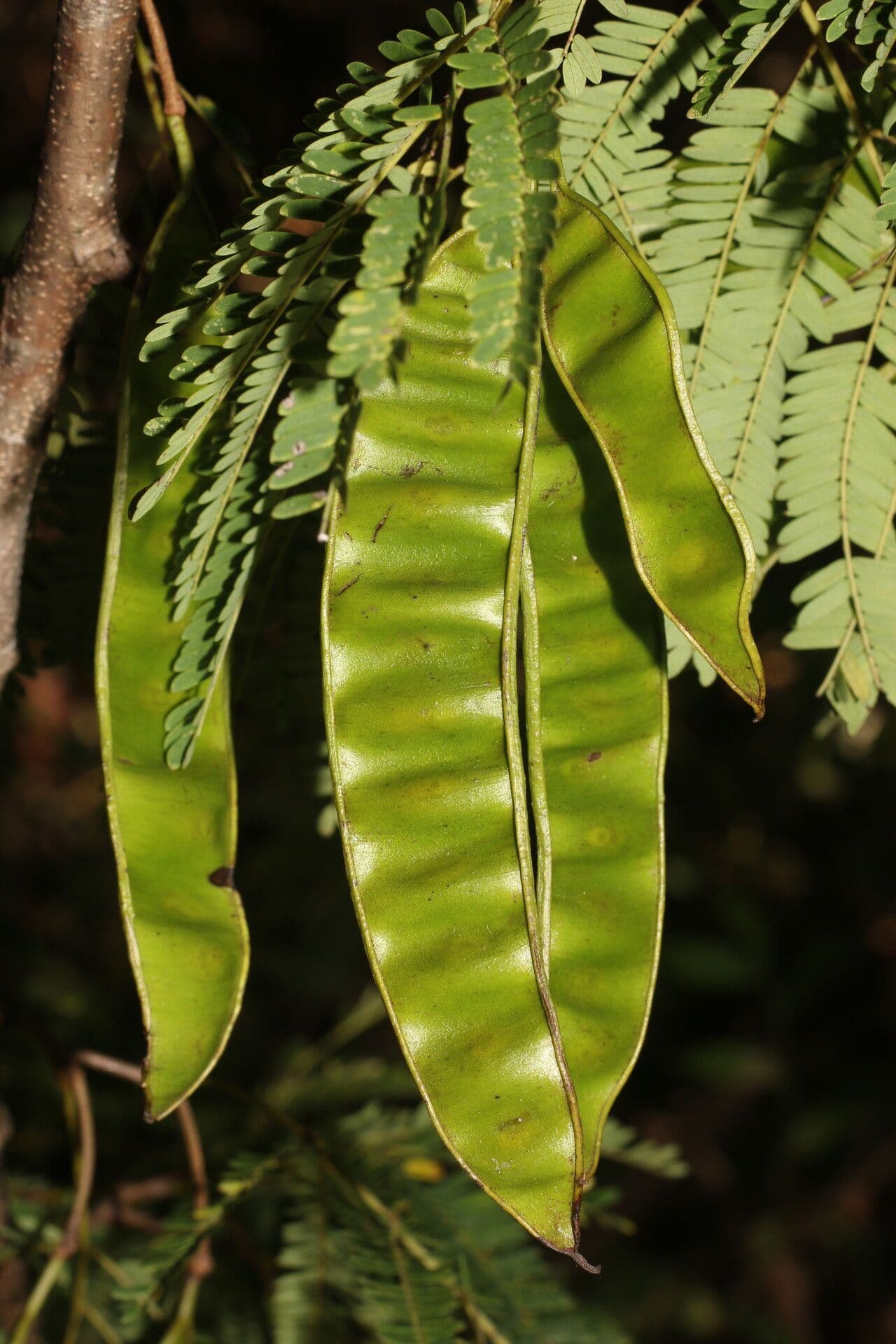 Lysiloma divaricatum 4