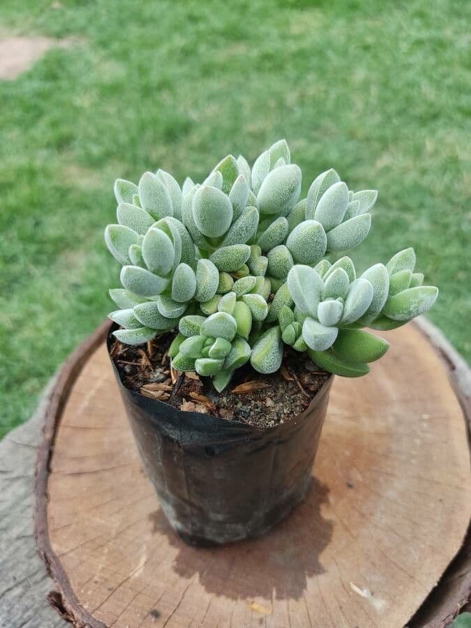 Crassula 13