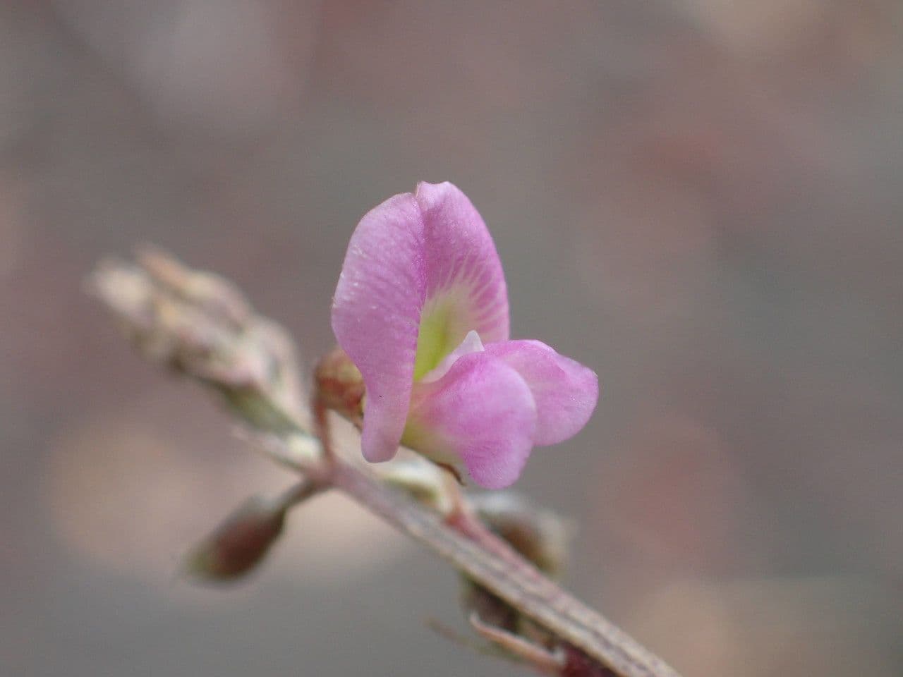 Tephrosia 6