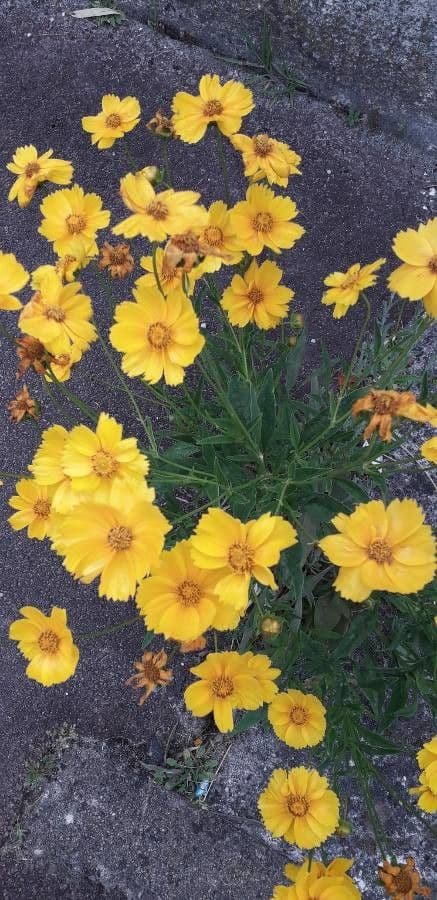 Coreopsis lanceolata 7