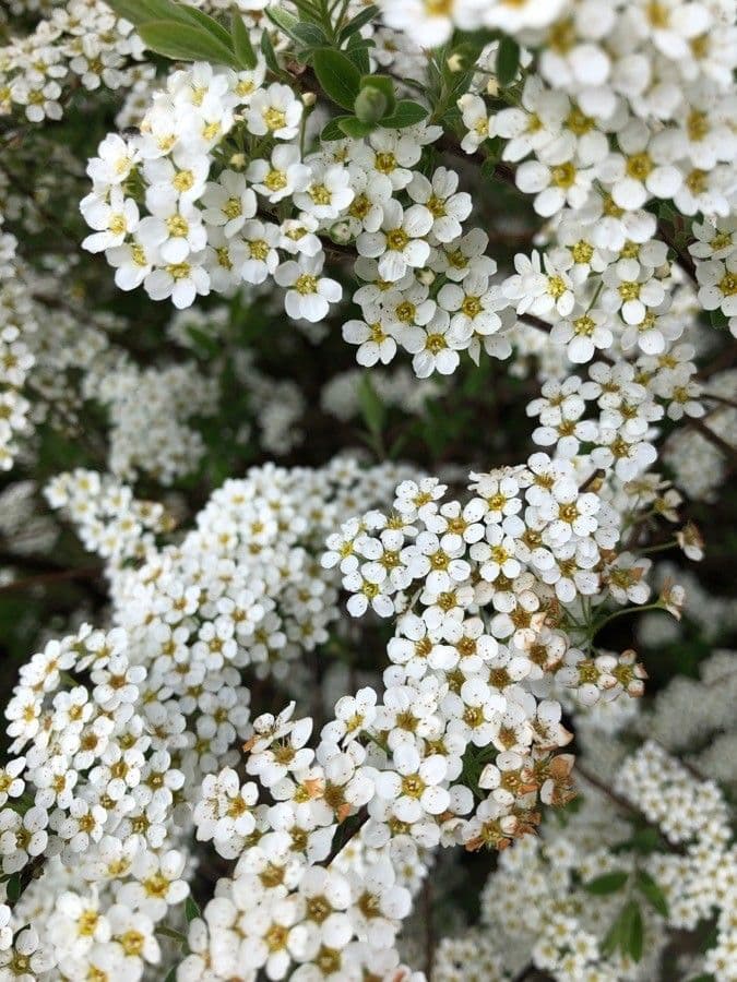 Spirea giapponese 7