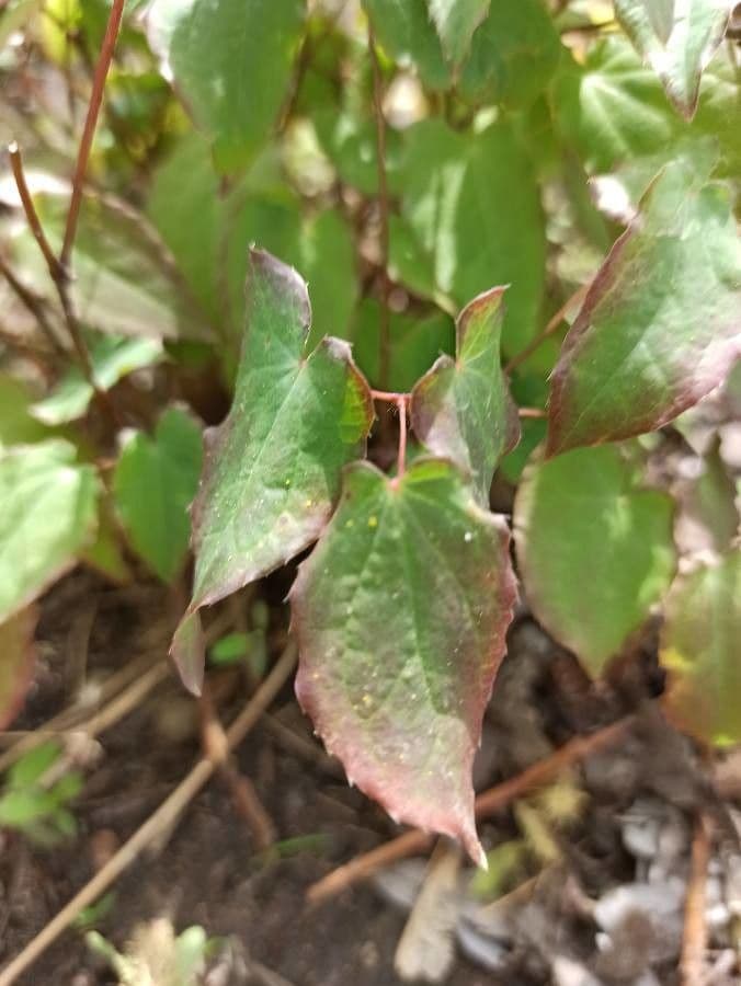 Großblütiges Elfenblümchen 9