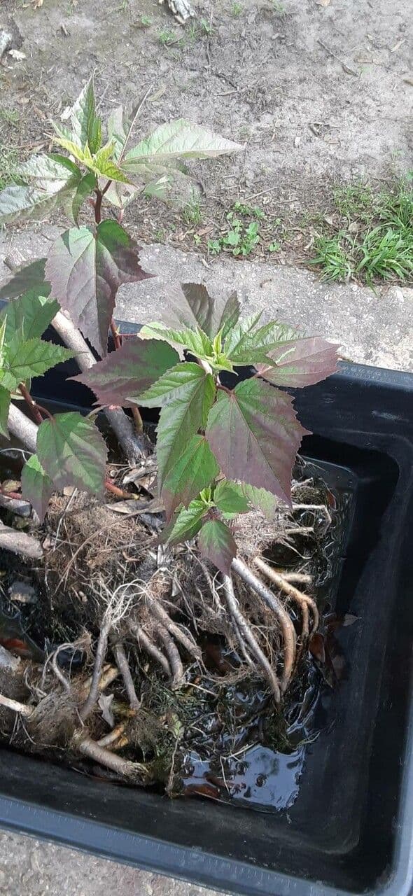 Ibisco delle paludi 17