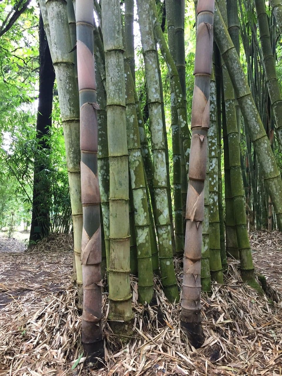 Obrovský bambus 3