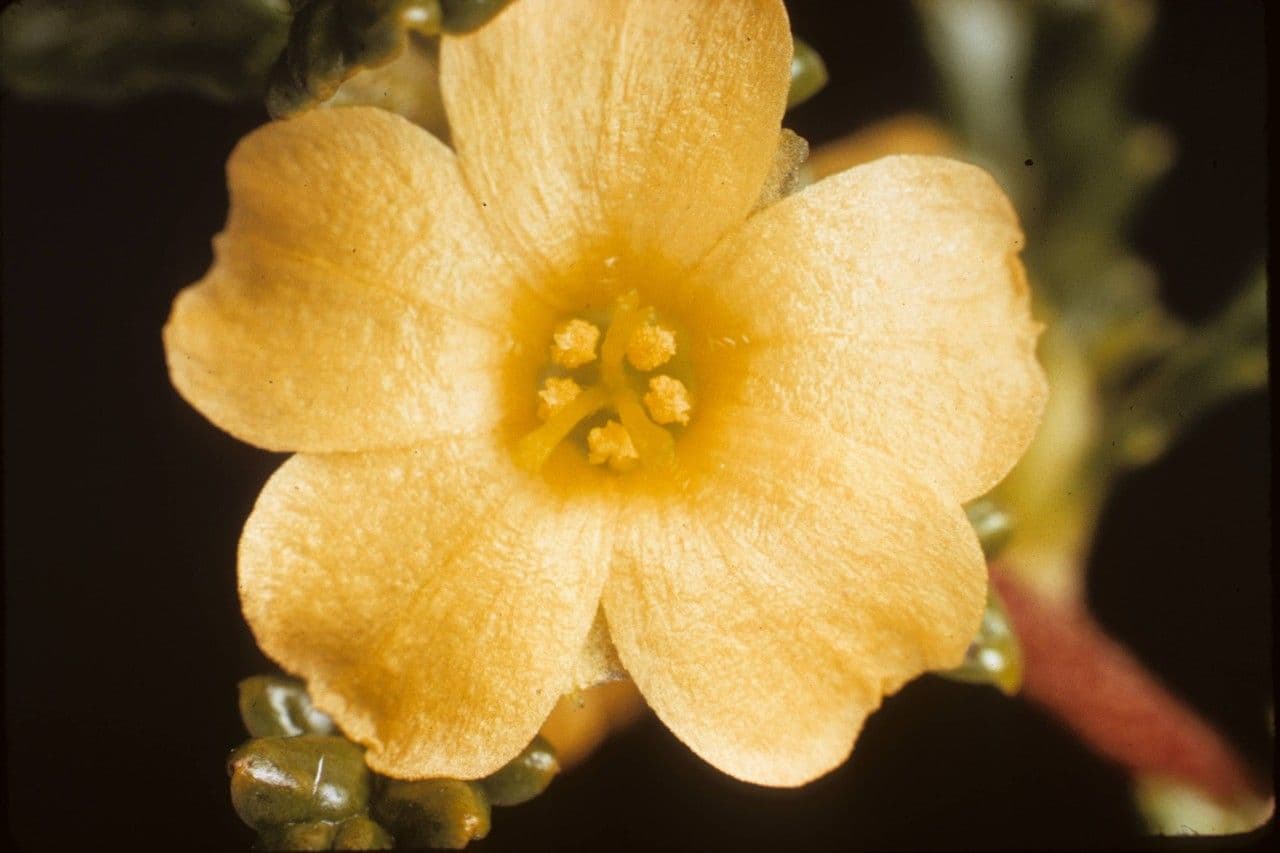 Turnera diffusa 7