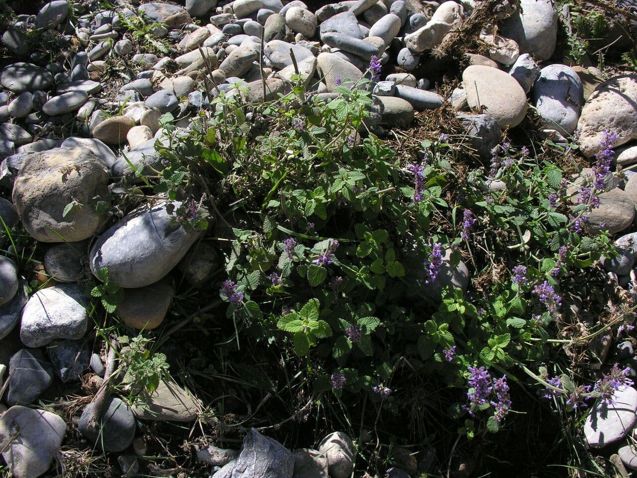 Nepeta