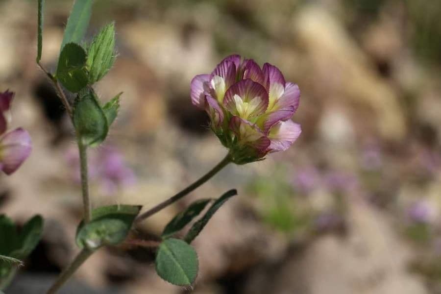 Trèfle à grandes fleurs