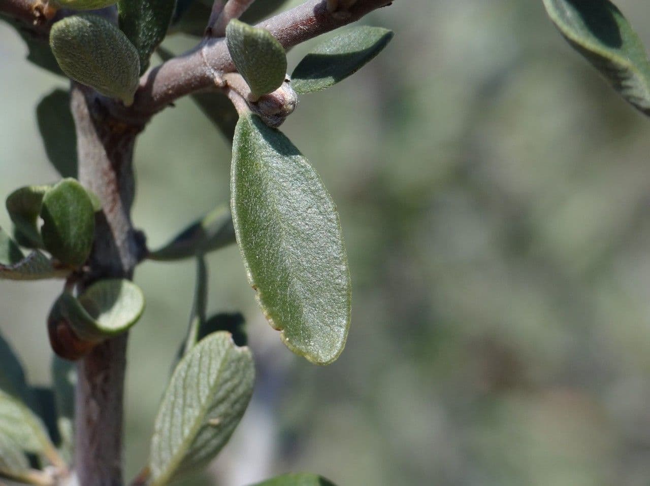Ceanothus 15