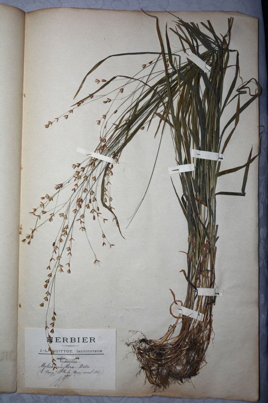 Melica uniflora 28