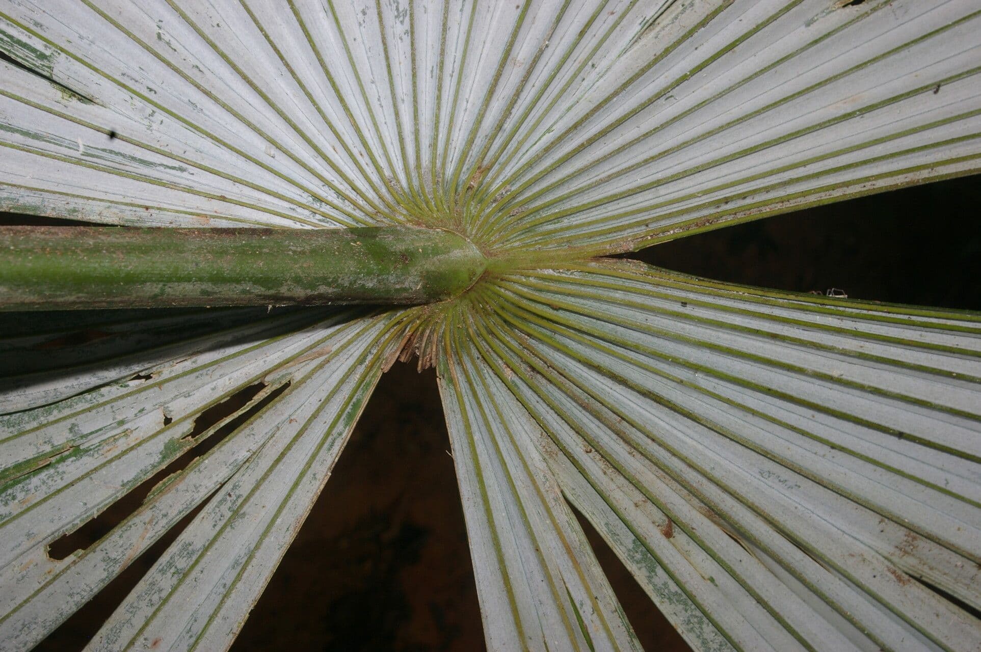 Cryosophila 3