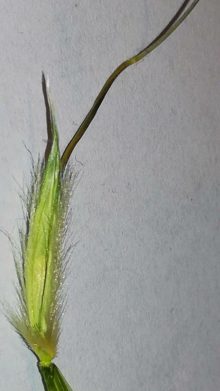 Avena maggiore 8