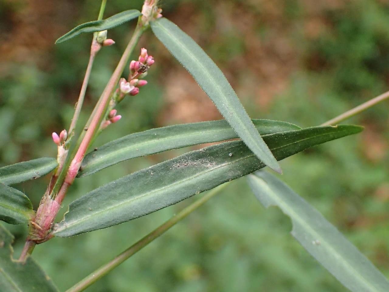 Poligono minore 8