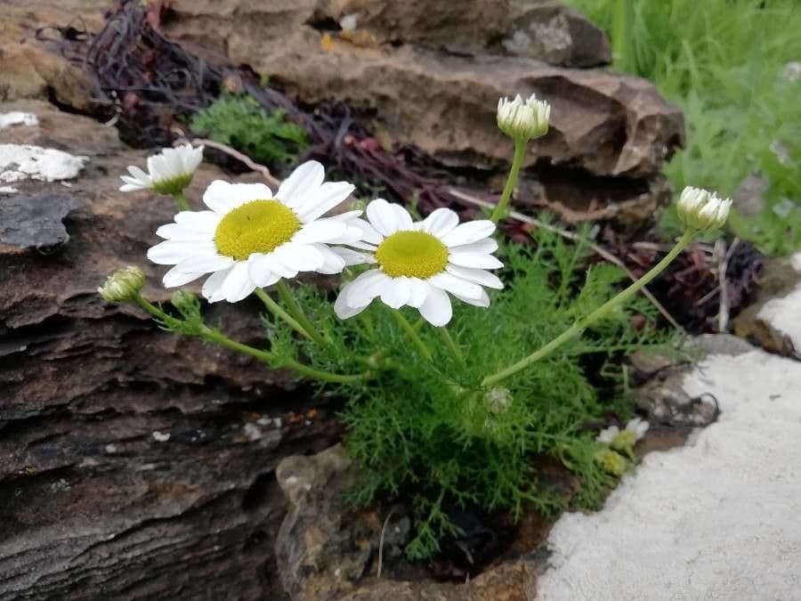 Tripleurospermum 2